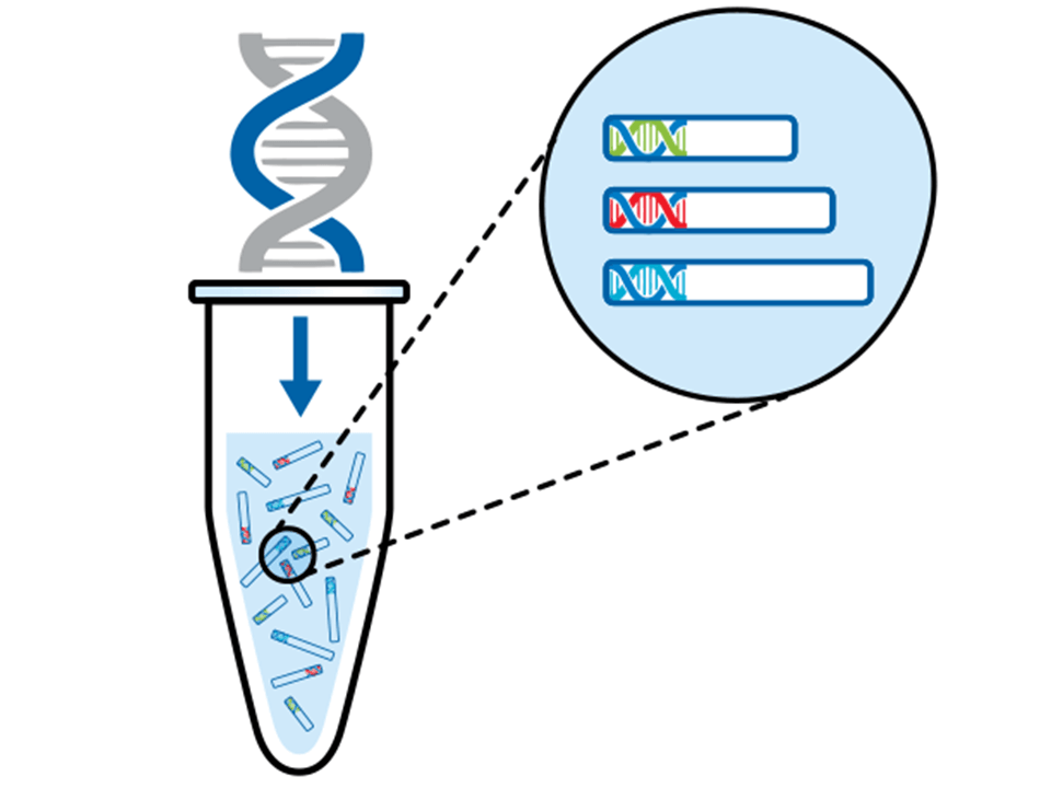 SNP genotyping is easy with MassArray of Agena Labclinics