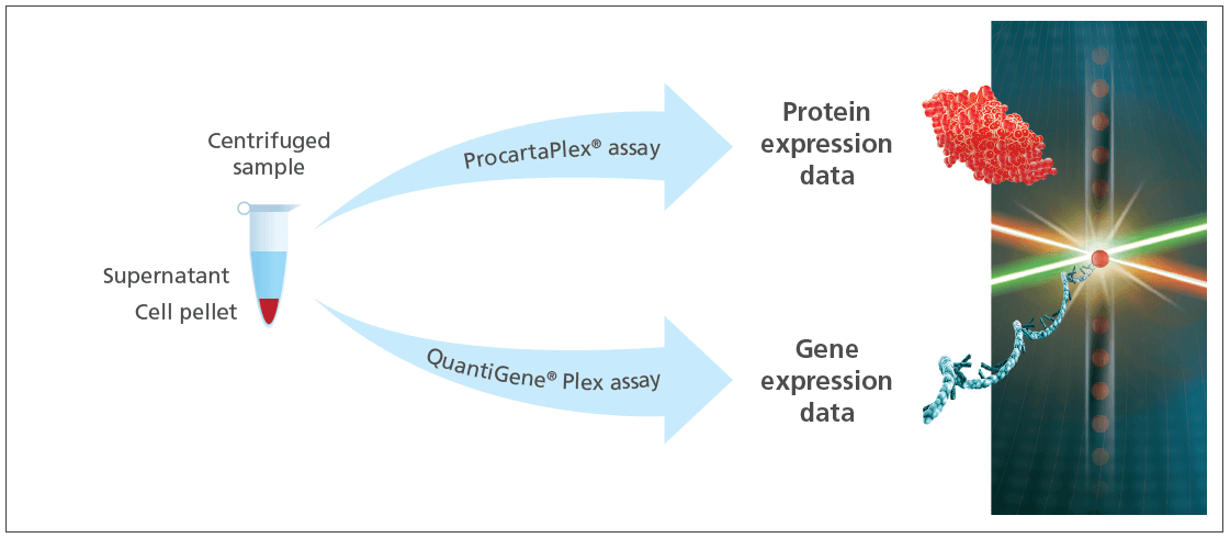 esquema Procartaplex Quantigene invitrogen eBioscience