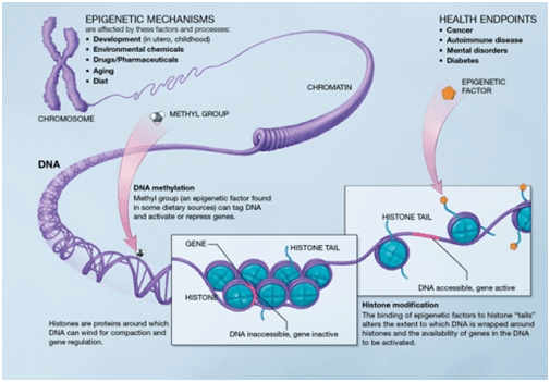 Epigenetica_Inmunoprecipitacion_ChIP_Chromatrap