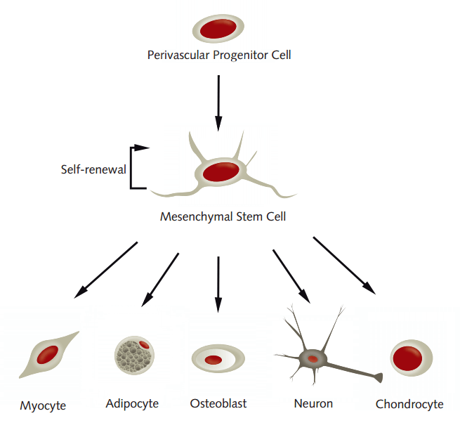 Qué son células madre ventajas hMSC