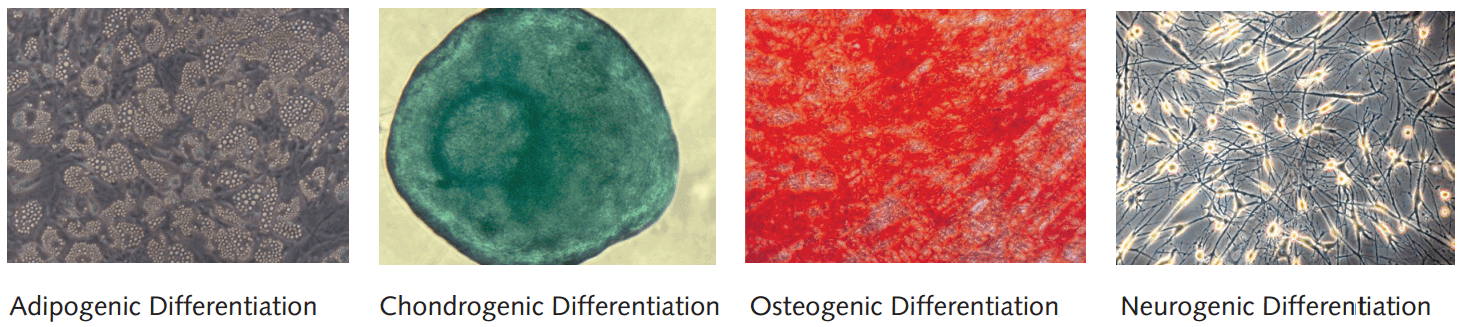 Adipogenic chondrogenic osteogenic neurogenic from hMSC-BM
