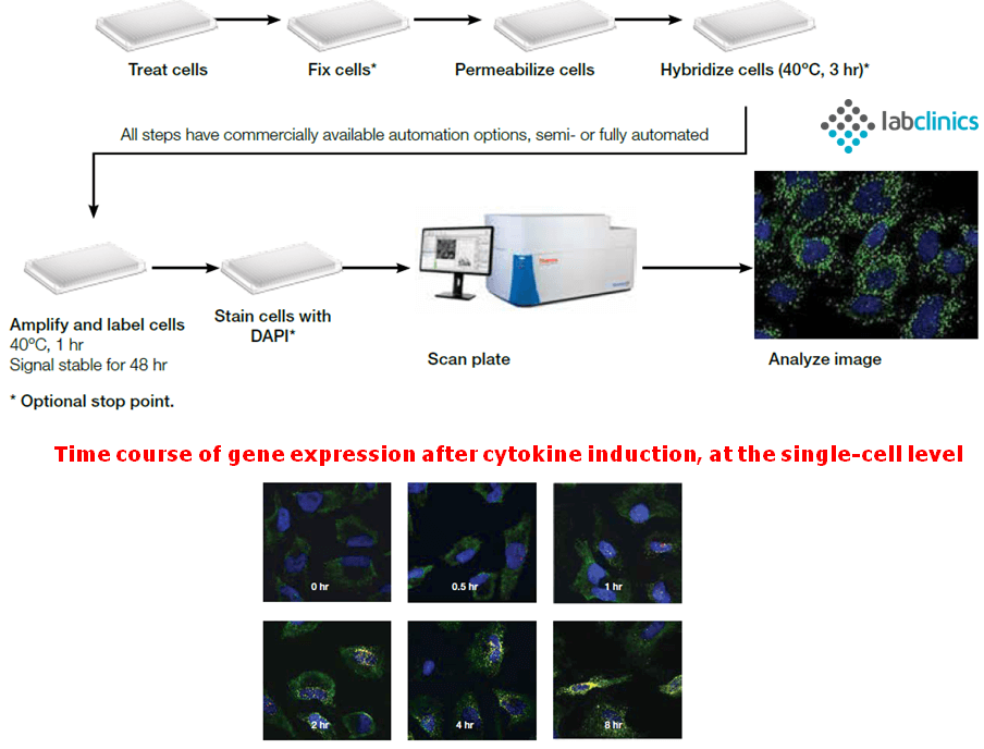 RNAview, eBioscience, Affymetrix, ThermoFisher, FISH, cell assay, single-cell