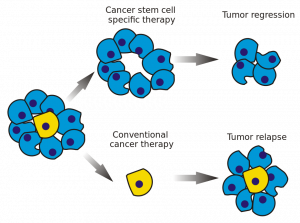 cancer stem cells, células madre cancerosas, tumor, célula, cáncer, cancer, cultivo primario, cultivo celular, cell culture, primary cell culture, diferenciación, differentiation