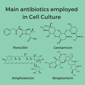 Antibiotics, antibioticos, penicillin, streptomicin, amphotericin, gentamicin, gentamicina, estreptamicina, cultivo celular, in vitro, células,