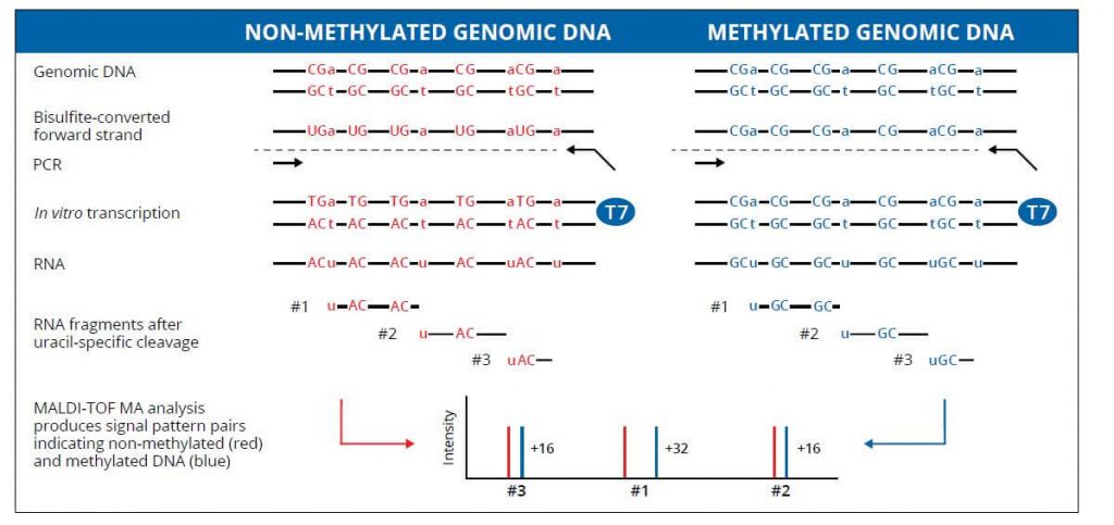 MassARRAY, epityper, agena, methylation, gene, gene expression, bisulfite, CpG, genomic DNA, PCR,