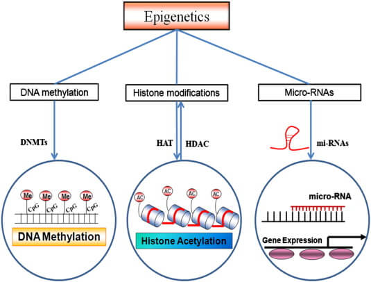 epigenética, mecanismos, metilación, ADN, DNA, mechanisms, epigenetics, DNMT, disease, cancer, enfermedad, CpG, hypermethylation, 5-mC,
