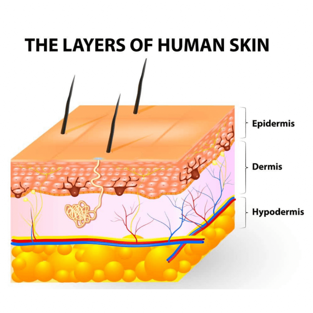 Using 3D Skin  Models  to Test Cosmetics Labclinics