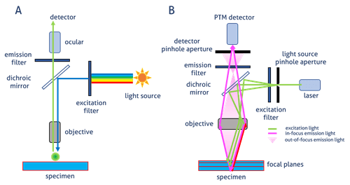microscopy, immunofluorescence, microscopio, fluorescencia, epifluorescencia, confocal, IF, campo amplio,