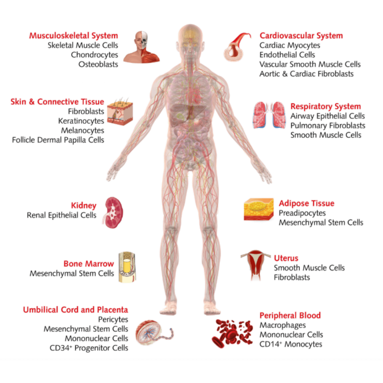 Células primarias y líneas celulares inmortales Labclinics